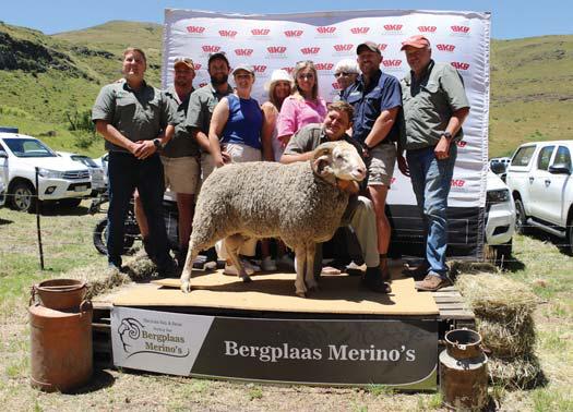 Bergplaas Merino Stud Production Sale