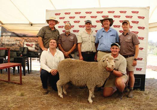 Kesieberg Merino Stud Production Sale