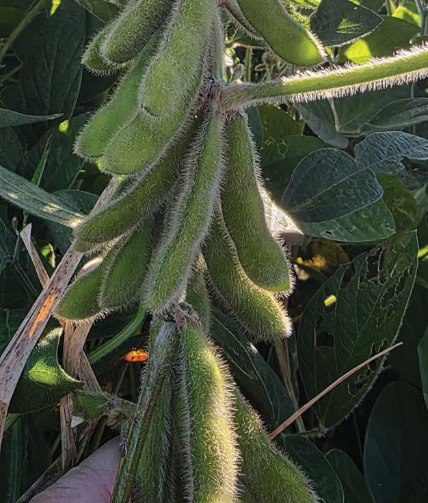 The secrets to successful soya bean production