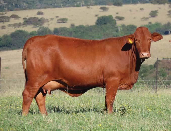 Agricultural embryo technology drives cattle restocking programme