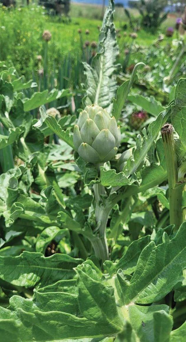 Diversity and direct marketing drive a small farm's success