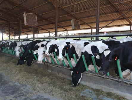 South Africa's dairy industry is rated highly competitive