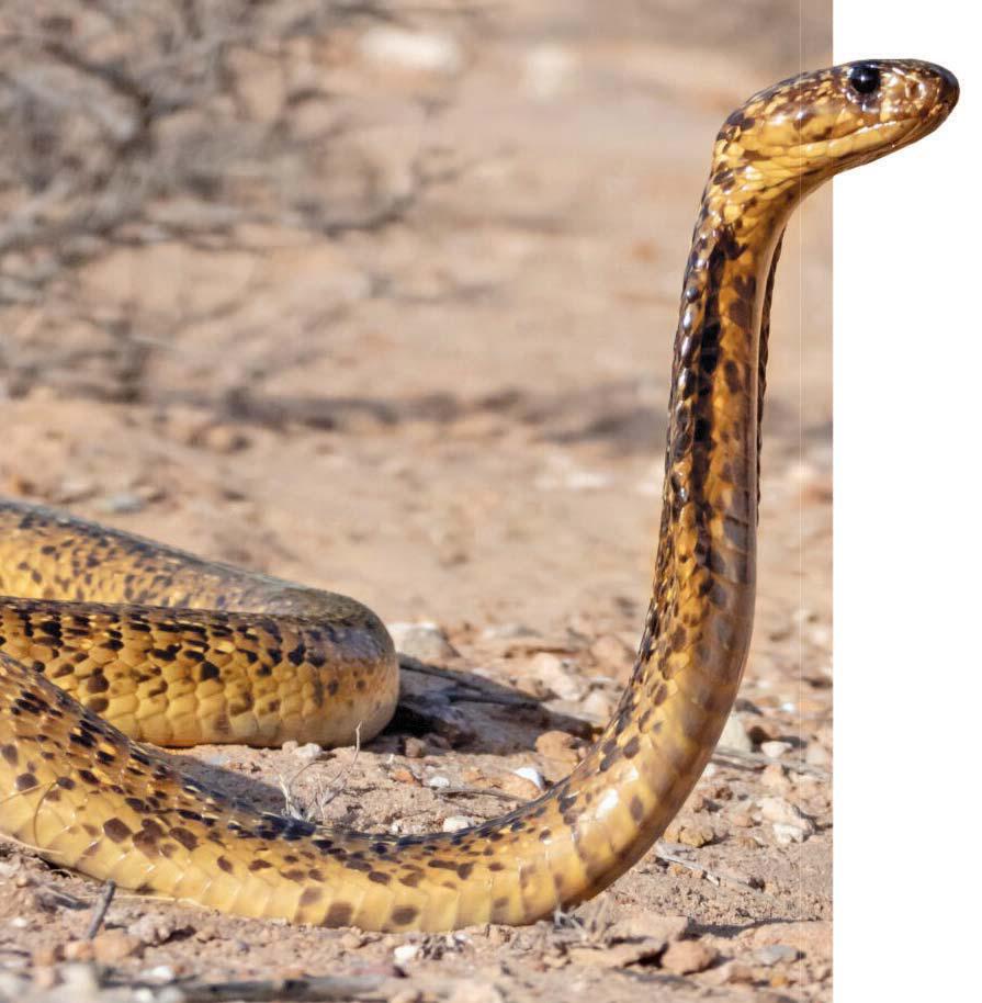 The kiss of the golden serpent
