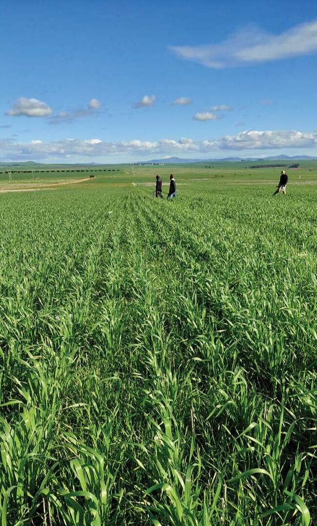 Researchers explore new tools to combat herbicide resistance