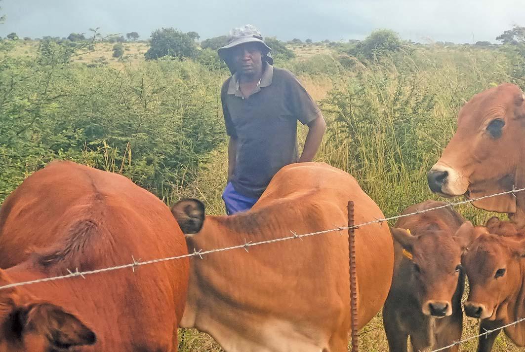 Zimbabwe farmer's Limousin revival
