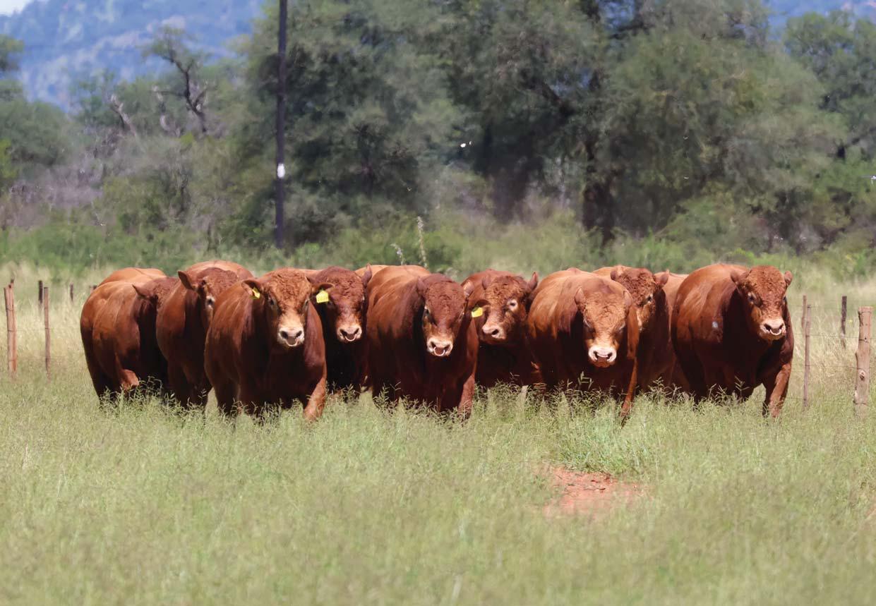 'Time to talk Limousin'