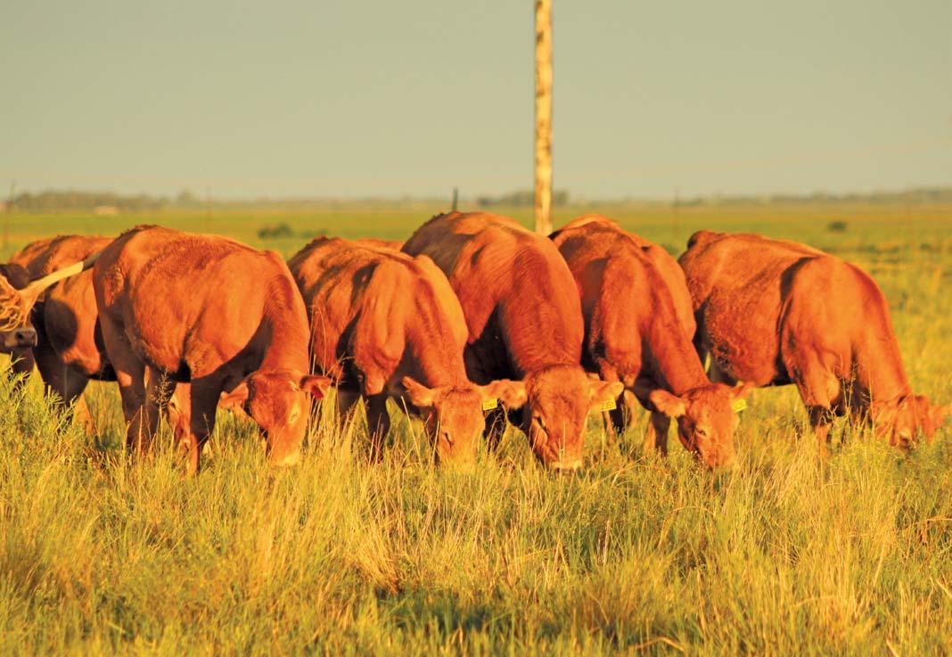 Free State breeder focuses on functionality and hardiness