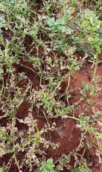 Integrated pest management reduces risk without lowering productivity