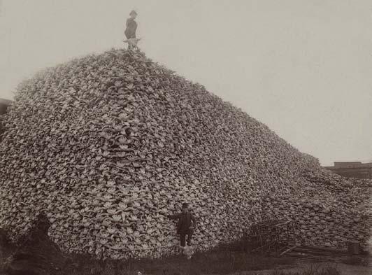 The Great American bison slaughter