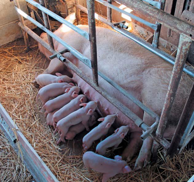 More than space: designing pig housing systems for the future