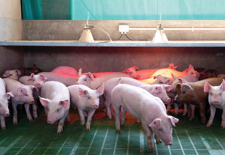 Maximising feed efficiency in pig production