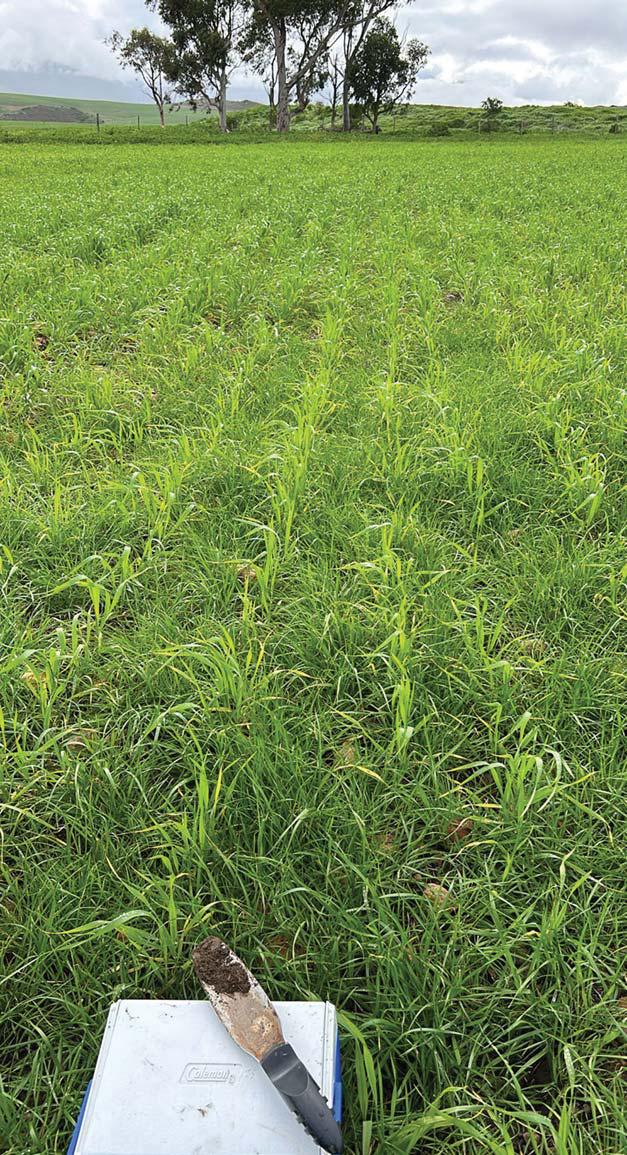 Managing herbicide resistance