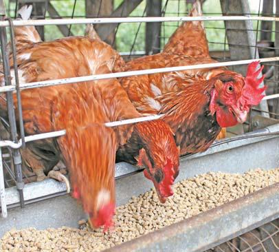 SA poultry industry to save billions with new HPAI vaccination policy
