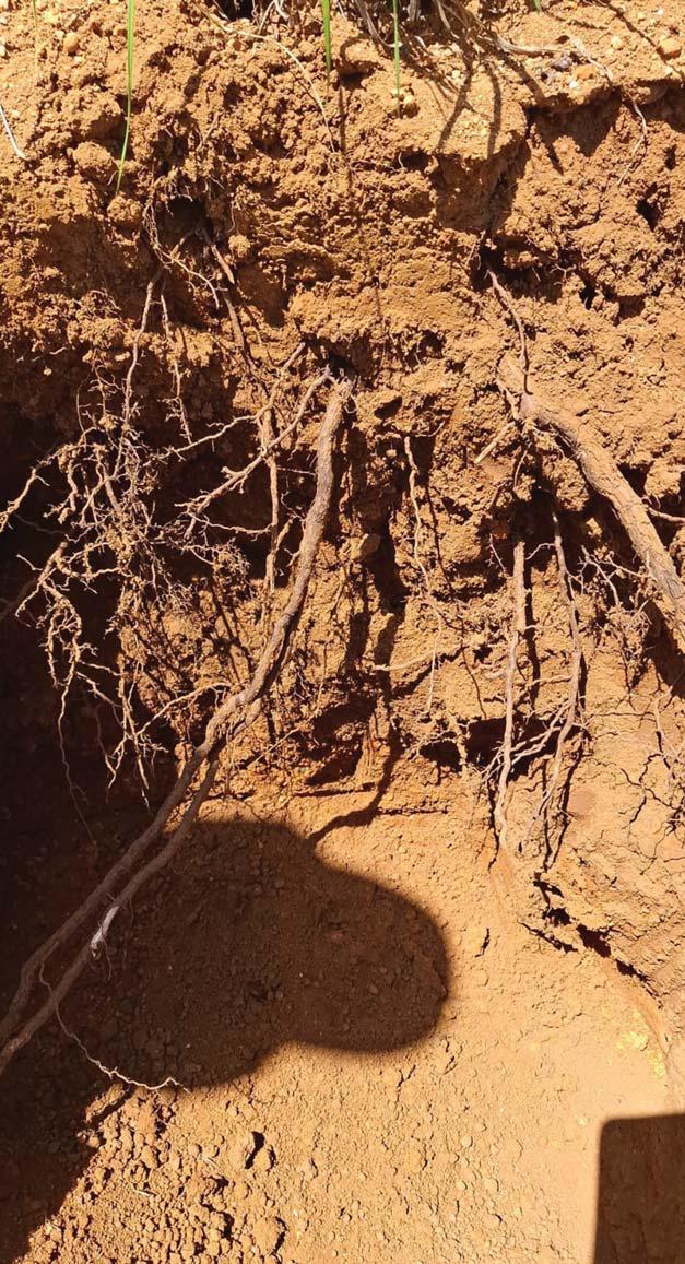 Soil probes pull back the covers