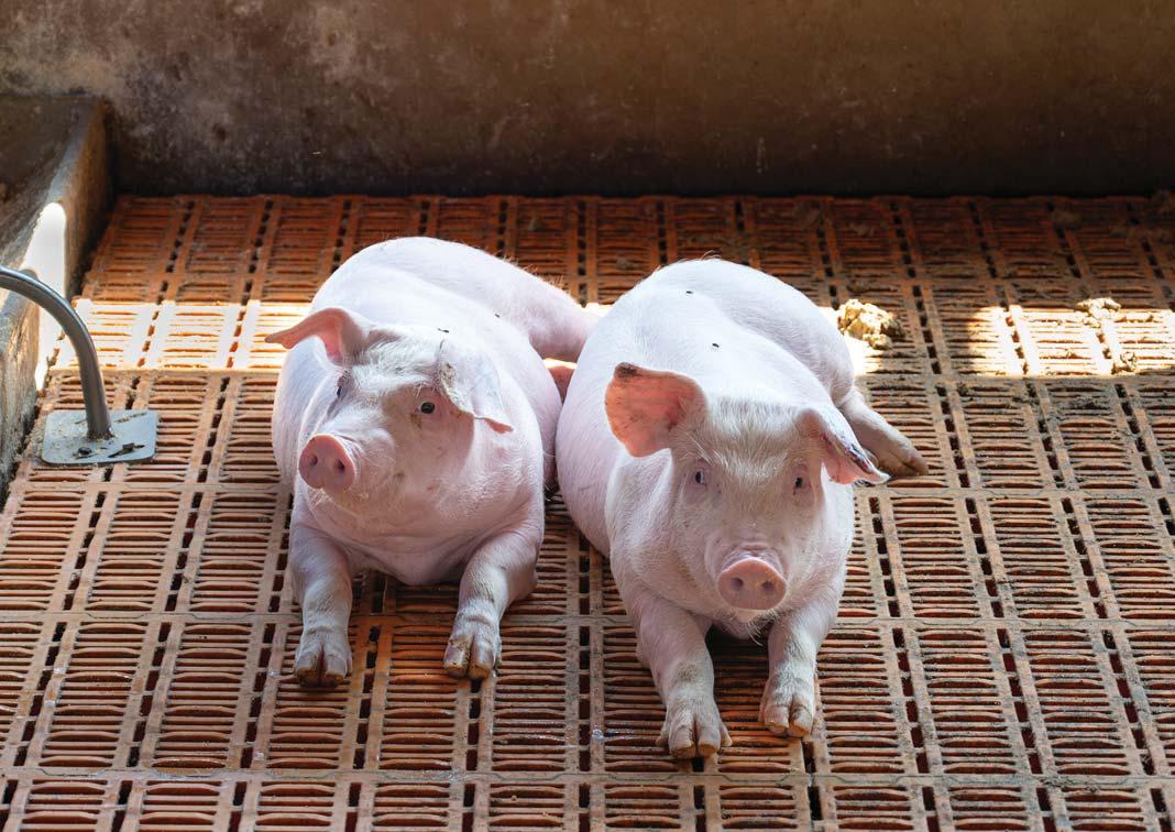 The performance thief: gut health determines pig productivity