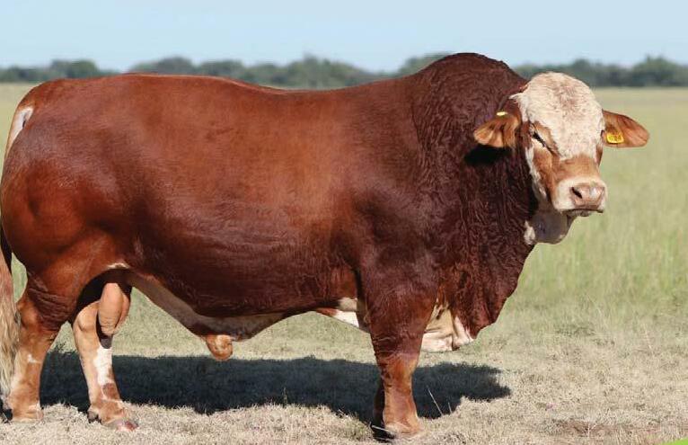 Digital tools widen livestock auction participation