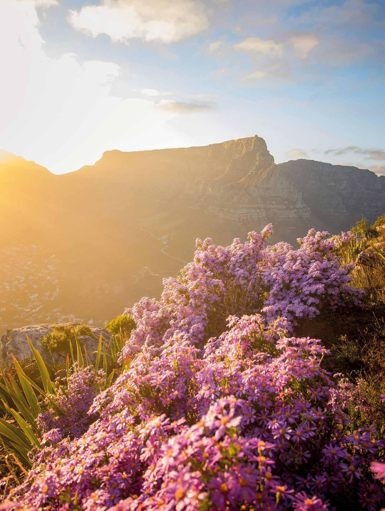 African Daisies: RESILIENT STUNNERS FOR A COLOURFUL GARDEN