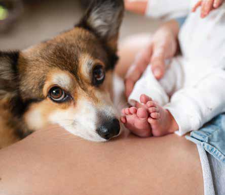HOW TO INTRODUCE A NEW BABY TO YOUR PET