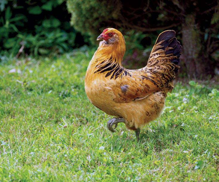 Cinnamon, Come Home!