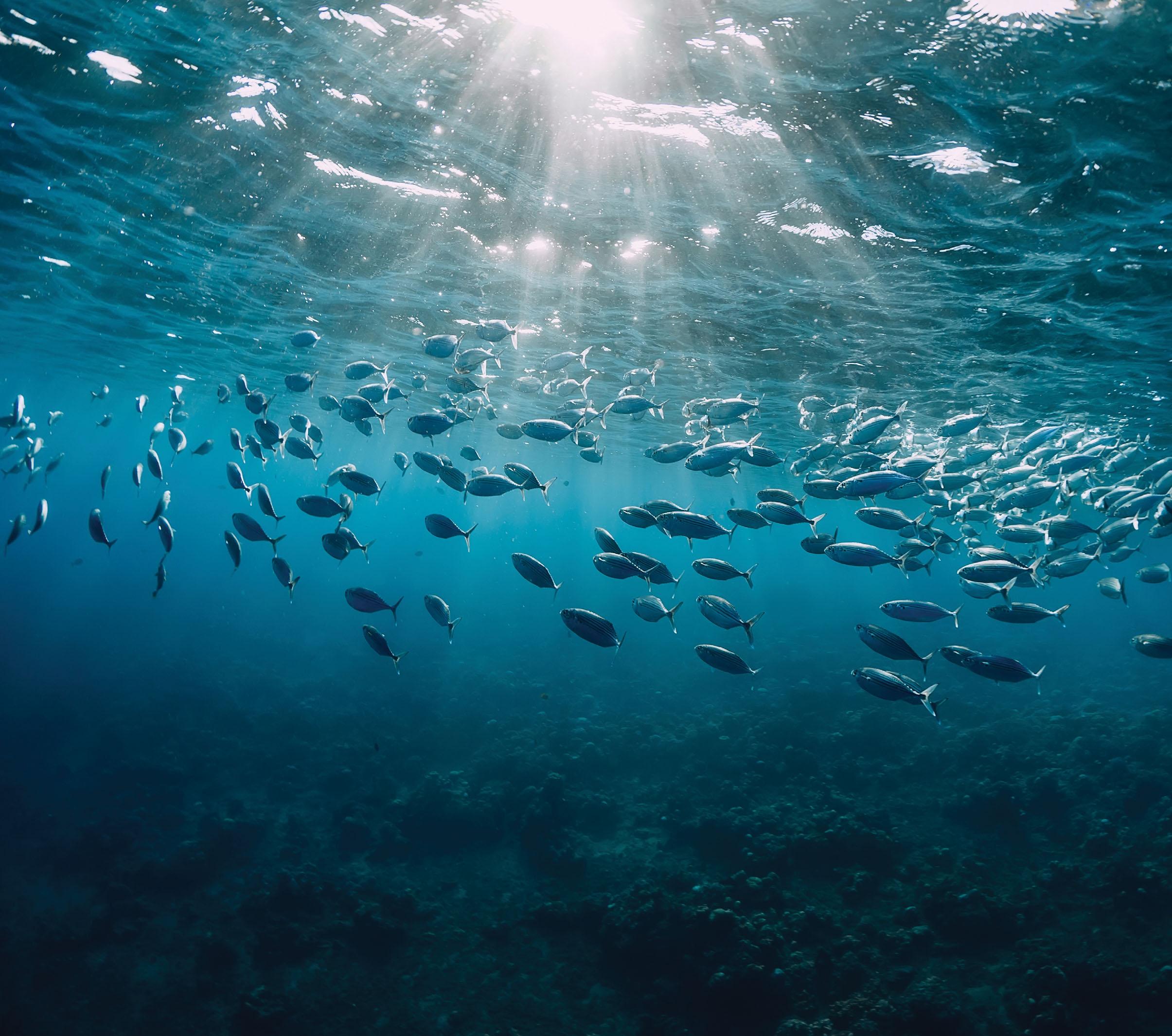 PM Modi's Outreach Towards Indo-Pacific Islands Mustering A Sustainable Blue Economy
