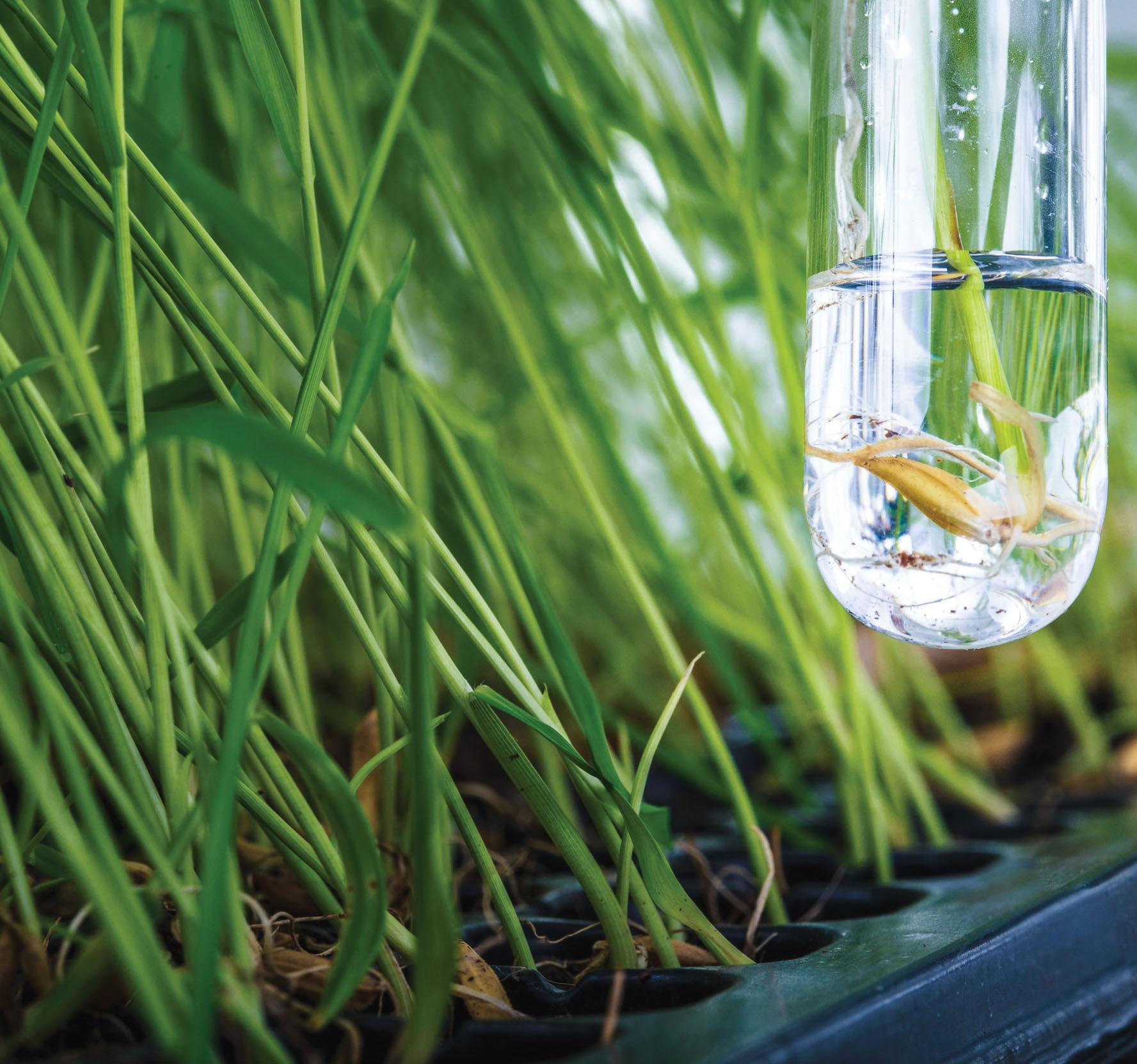 India's Efforts towards Building Climate Resilience in Agriculture through Genome Editing