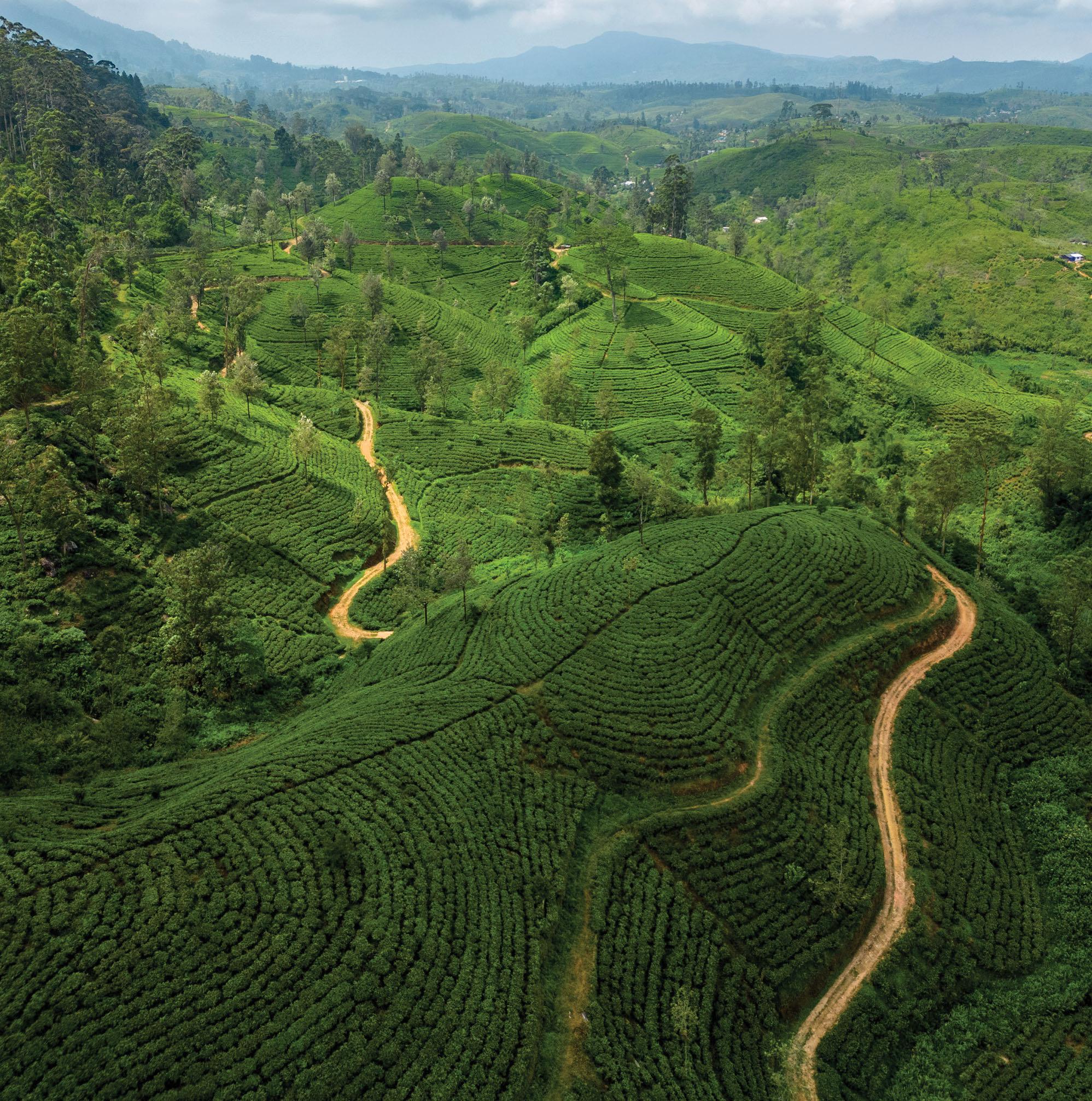 Walking Through Tea Country The Pekoe Trail