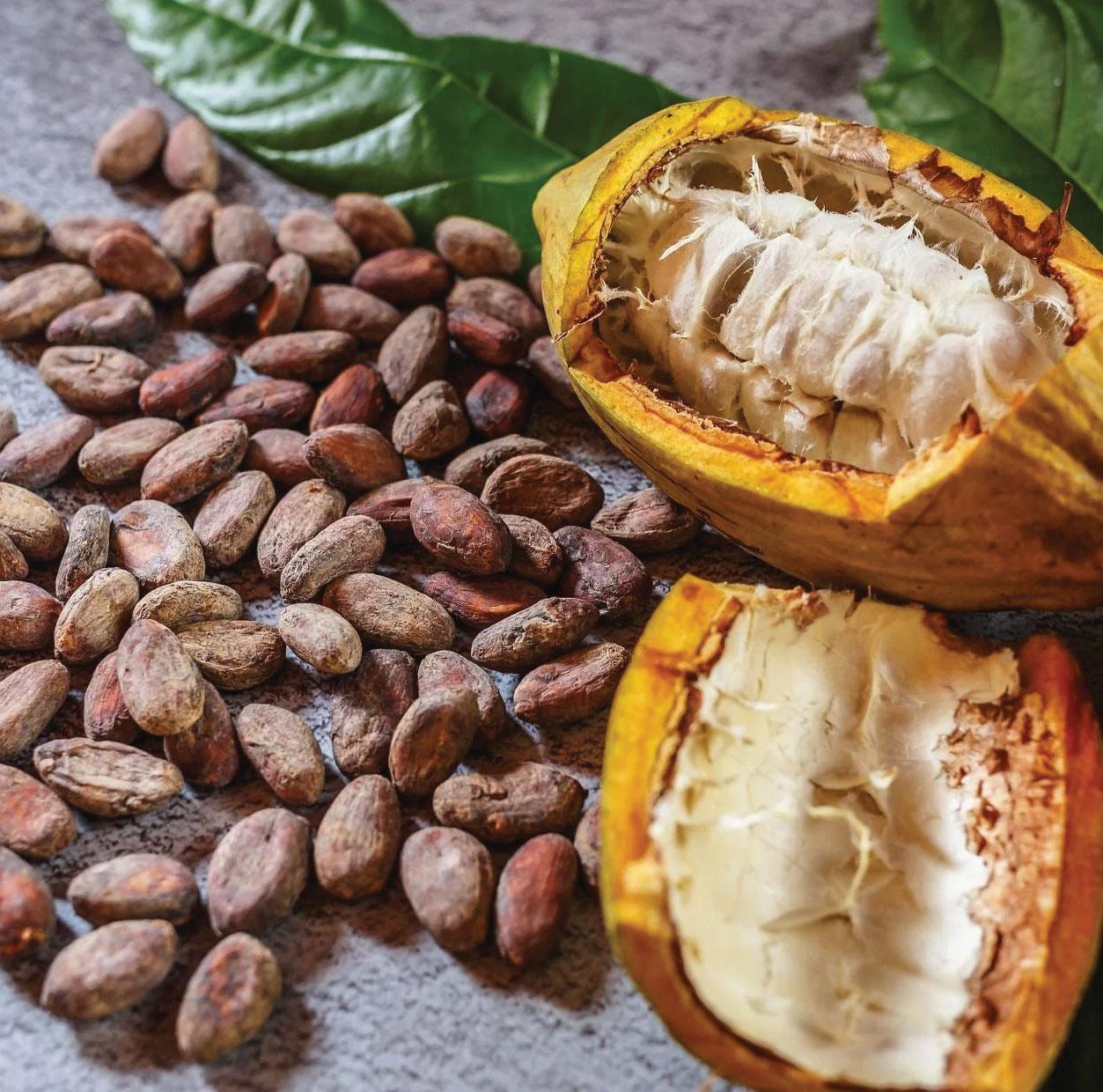 Bloom & Bean Ecuador's Story of Roses and Cocoa