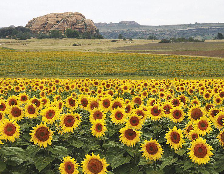 Sunflowers from Stellenbosch