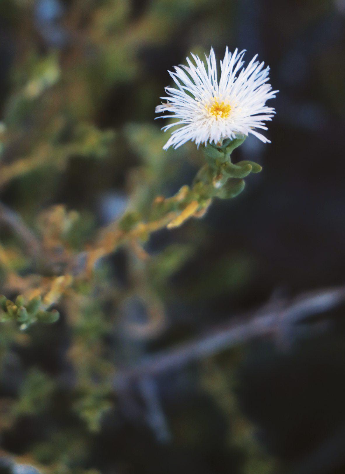 Survivors of the veld