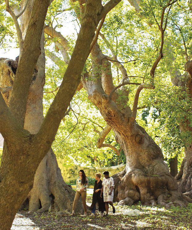 Vergelegen voted the best