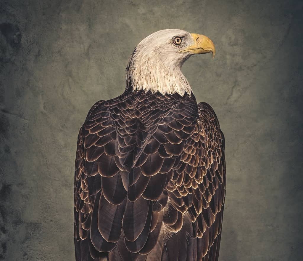 Loving the Bald Eagle to Death