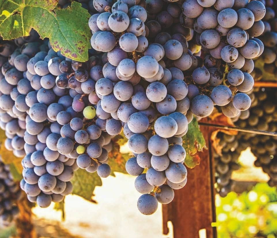 Southern Arizona Wineries