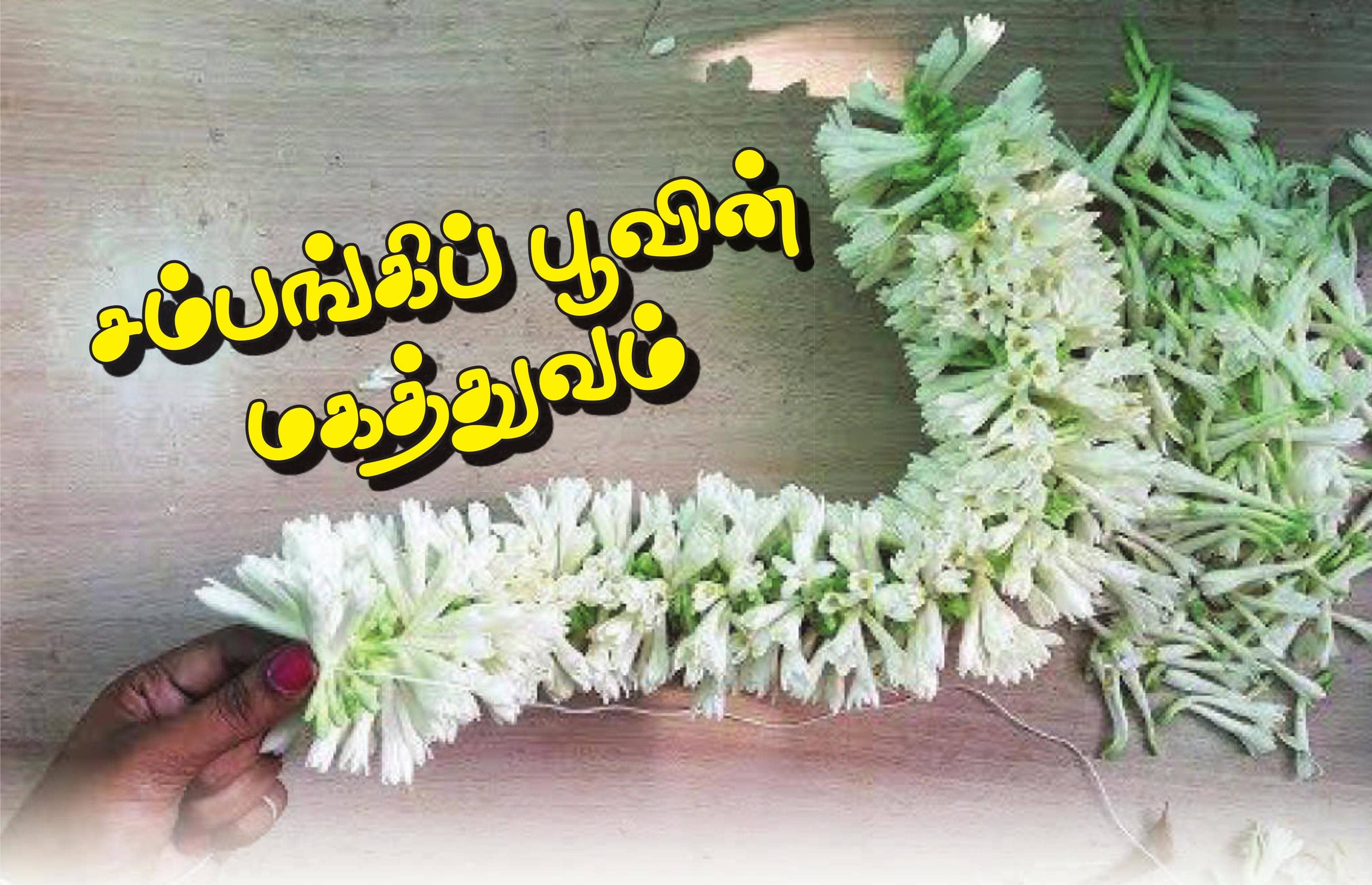 சம்பங்கிப் பூவின் மகத்துவம்