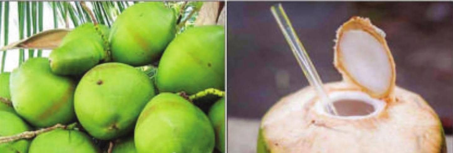 இயற்கையான சத்து டானிக் இளநீர்!