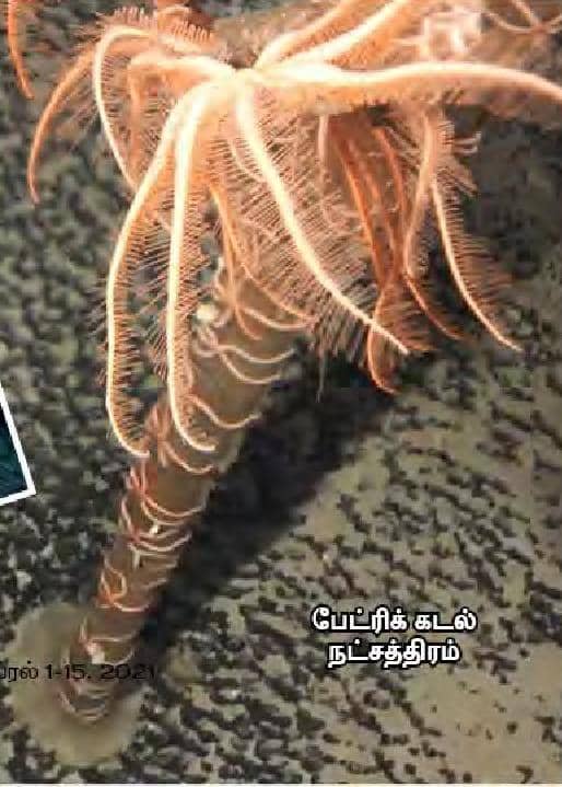 2020ன் Top 10 கடல் உயிரிகள்