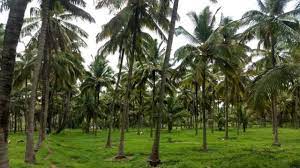 தென்னையின் பலன்கள்!