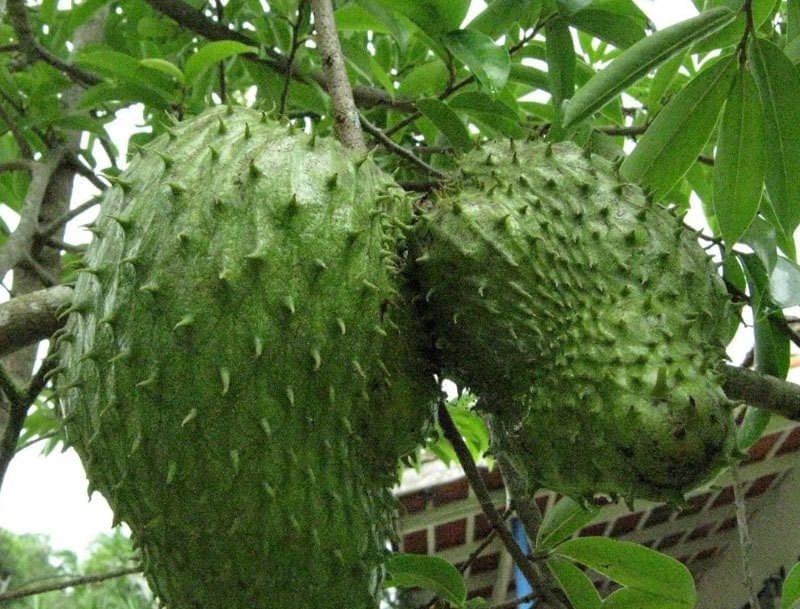 முள் சீதா பழம்!