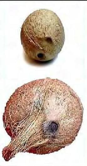ஸ்ரீஃபல்
