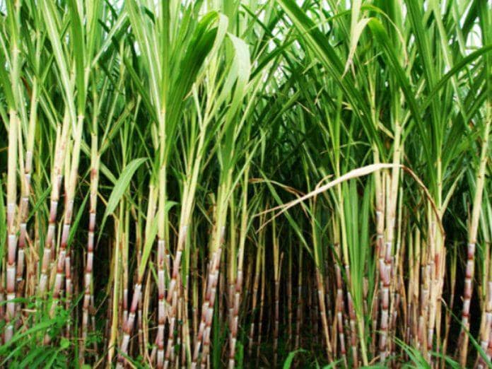 கரும்போ கரும்பு!
