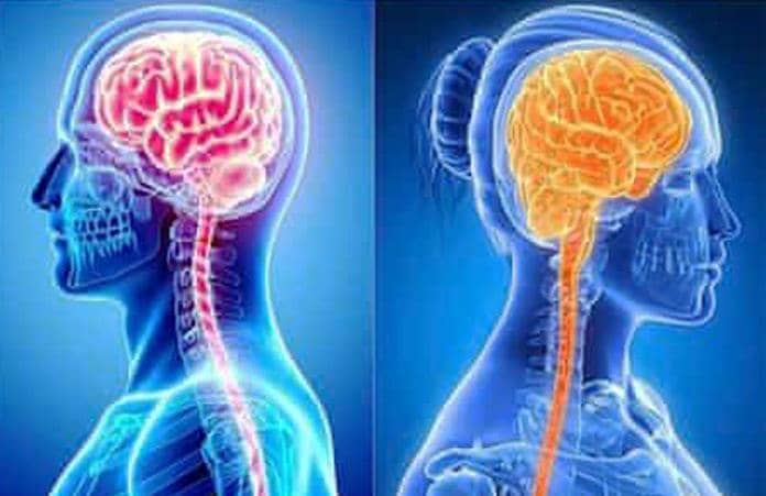 பெண்களின் மூளை சிறியதாக இருப்பது ஏன்?