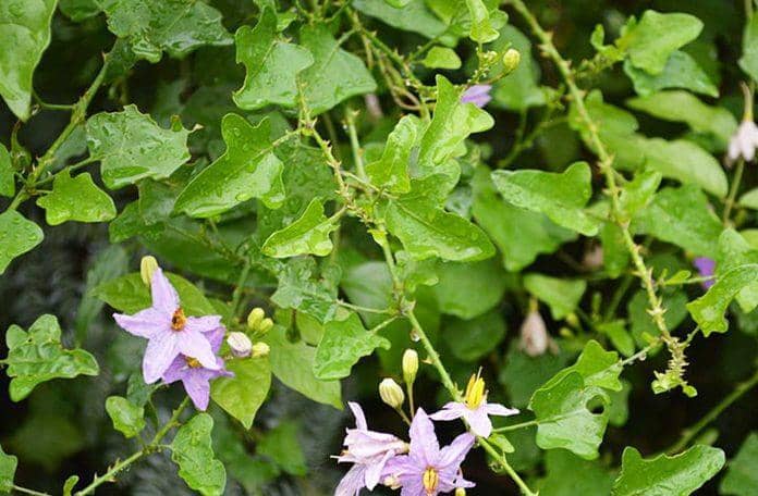 தூது சென்ற தூதுவளை!