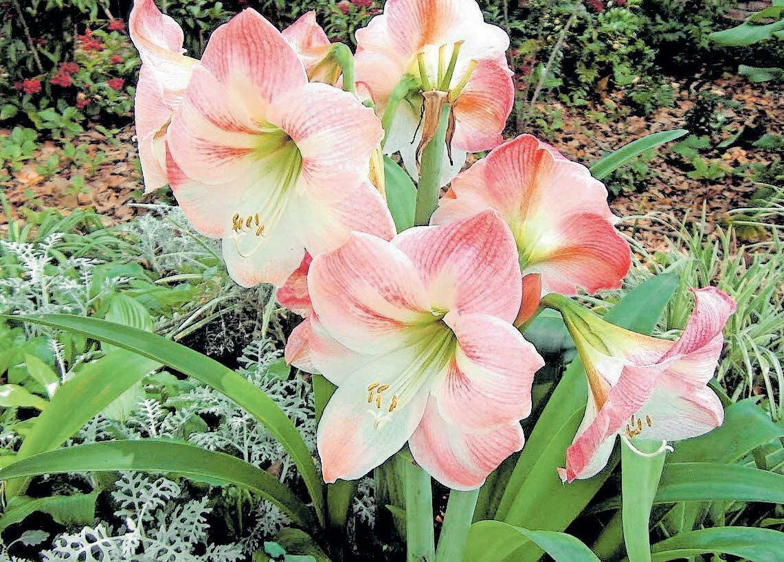 ബൾബിൽനിന്നു വരും പൂങ്കുല