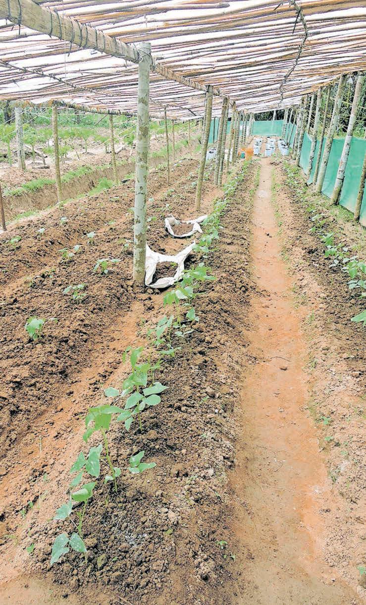 അന്നു വർഷംപോലെ കൃഷി ഇന്നു വർഷം മുഴുവൻ കൃഷി