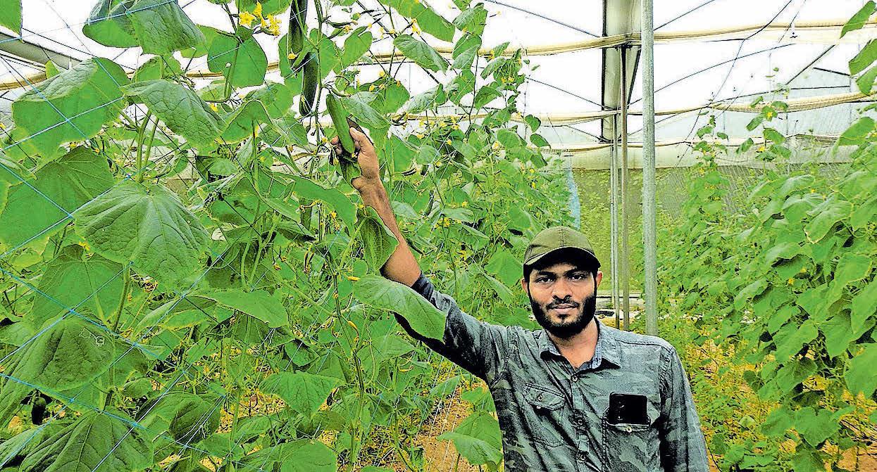 ക്ഷമയോടെ ഷെമീറിന്റെ പോളിഹൗസ് കൃഷി