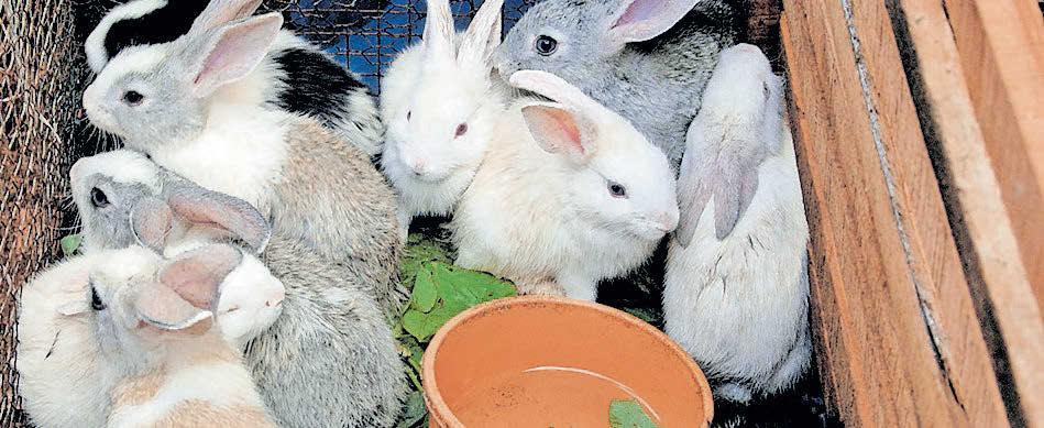 മൃഗസംരക്ഷണ സംരംഭം തുടങ്ങാൻ 10 പാഠങ്ങൾ