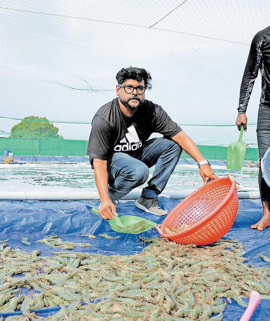 ചെമ്മീൻ വളർത്താൻ ഡയാറ്റം വരുമാനം പെരുകാൻ വനാമി