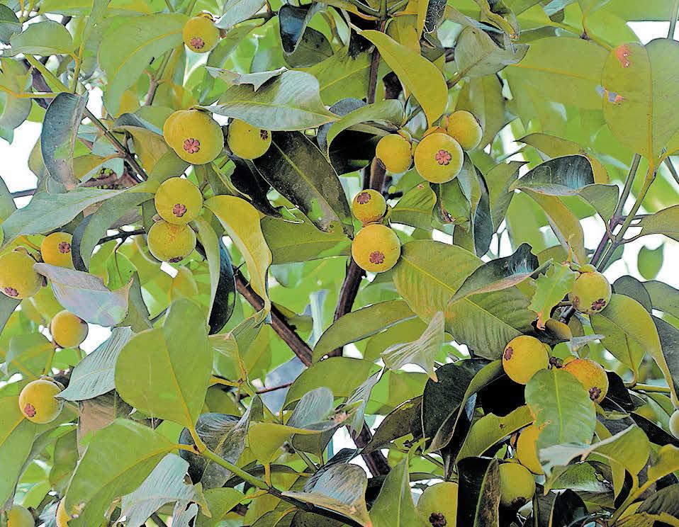 അതിസാന്ദ്രതാകൃഷിയിൽ നാലാം വർഷം ആദ്യഫലം