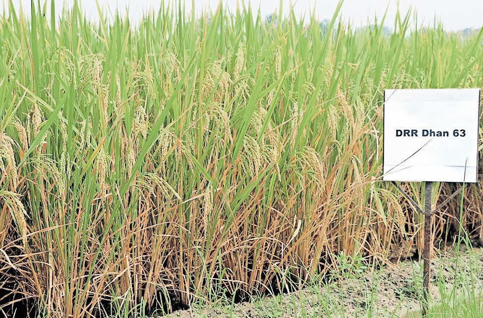 പോഷകമൂല്യം കൂട്ടിയ നെല്ലിനങ്ങൾ