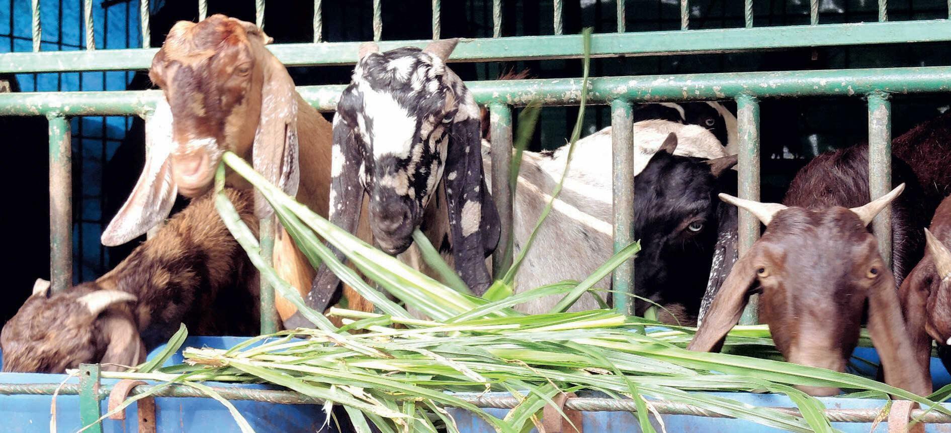 ആടുകൾക്ക് മഴക്കാലരക്ഷ