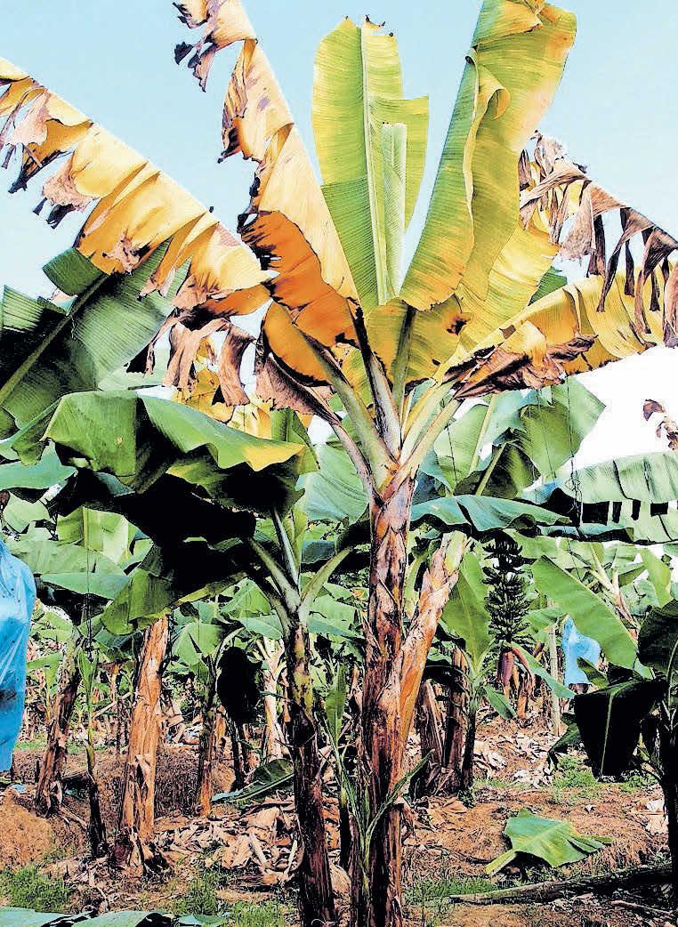 രോഗനിയന്ത്രണത്തിന് 10 കൽപനകൾ